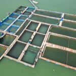 Aerial shot of a structured floating fish farm on a green water body with workers visible.