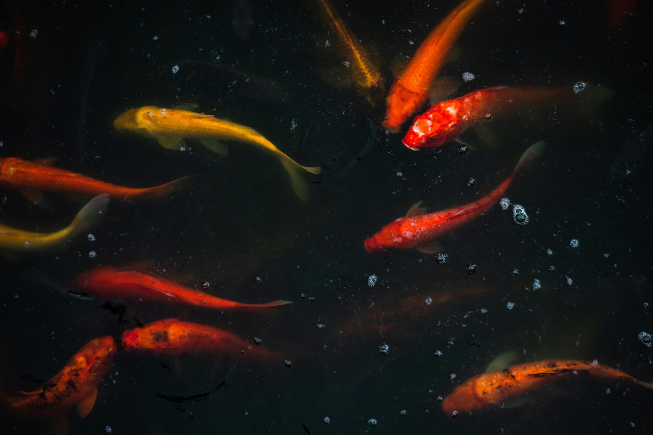Colorful koi fish swim gracefully in a dark pond, showcasing nature's vibrant hues.